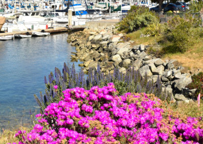 Spring and Fall in Monterey